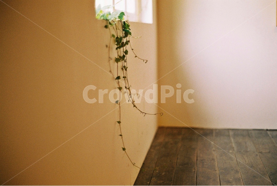 덩굴,창문,벽,하얀벽,식물,window,whitewall,vine,인테리어,실내디자인,interior design