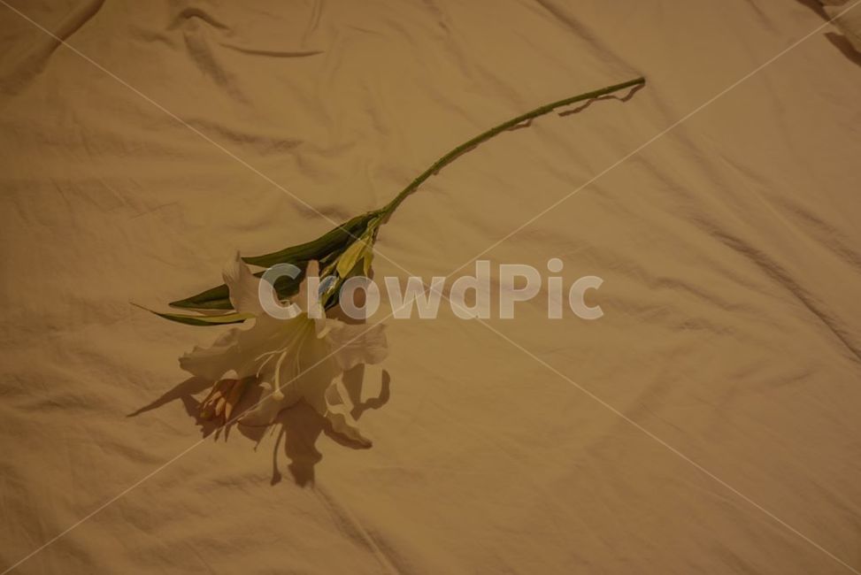 꽃,한송이,침대,아름다운,이쁜,꽃,flower
