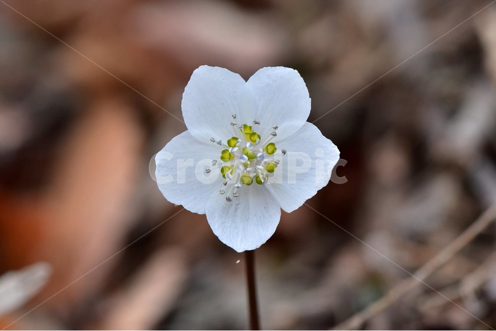 변산바람꽃,2018년,2월,야생화,꽃,생태,식물,자연,들꽃,산꽃,봄,감성,힐링,플라워,계절,시즌,wild,Flower,plants,nature,spring,season,배경,나무,목본,풀,초본,미나리아재비과,너도바람꽃속,flower,생태사진,봄꽃,거제도,봄,계절,spring,season,식물,자연,plants,nature,꽃,flower,plant,geranium,제라늄,blossom