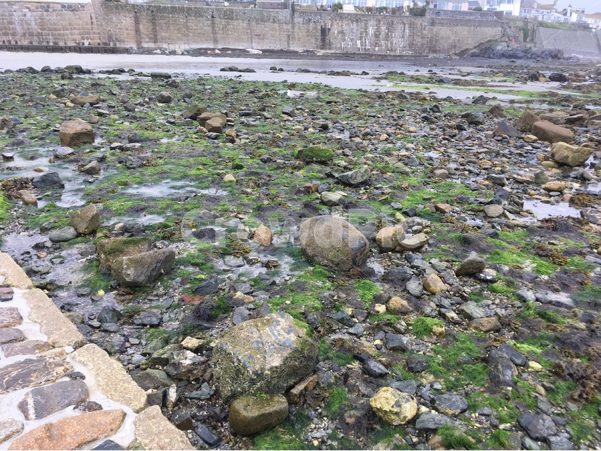 영국,환경,자연,마라지온,해변,바위,썰물,이끼,해초,흐림,자연,풍경,nature,landscape,해변,바다,beach,sea,rubble,파편,ground,바닥