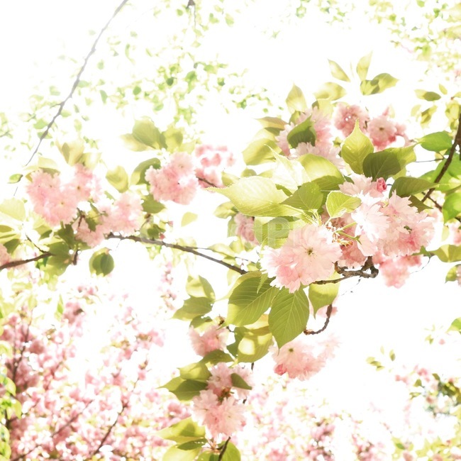 벚꽃,봄,나무,꽃,자연,봄,계절,spring,season,식물,자연,plants,nature,꽃,flower,plant,blossom