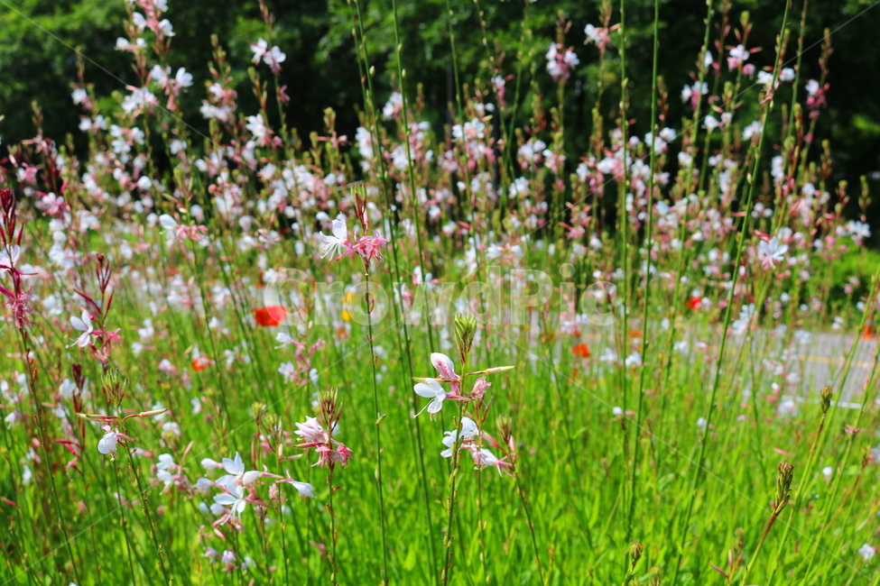 가우라,꽃,가우라꽃,식물,비늘꽃과,자연,풍경,백접초,식물,자연,plants,nature,꽃,flower