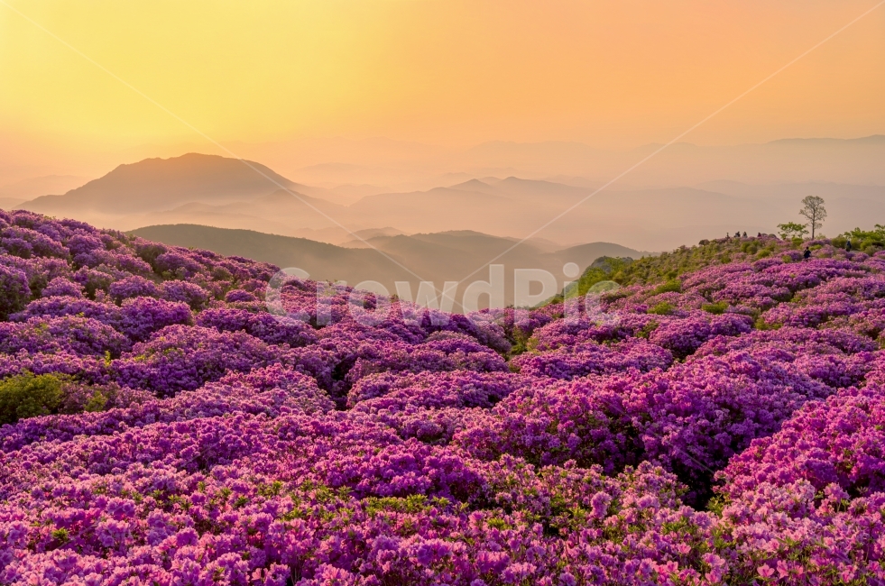 봄,여행,산행,철쭉,황매산,봄,계절,spring,season,자연,풍경,nature,landscape,한국자연풍경,한국자연경관,korea nature landscape,식물,plants,꽃,flower,outdoors,옥외