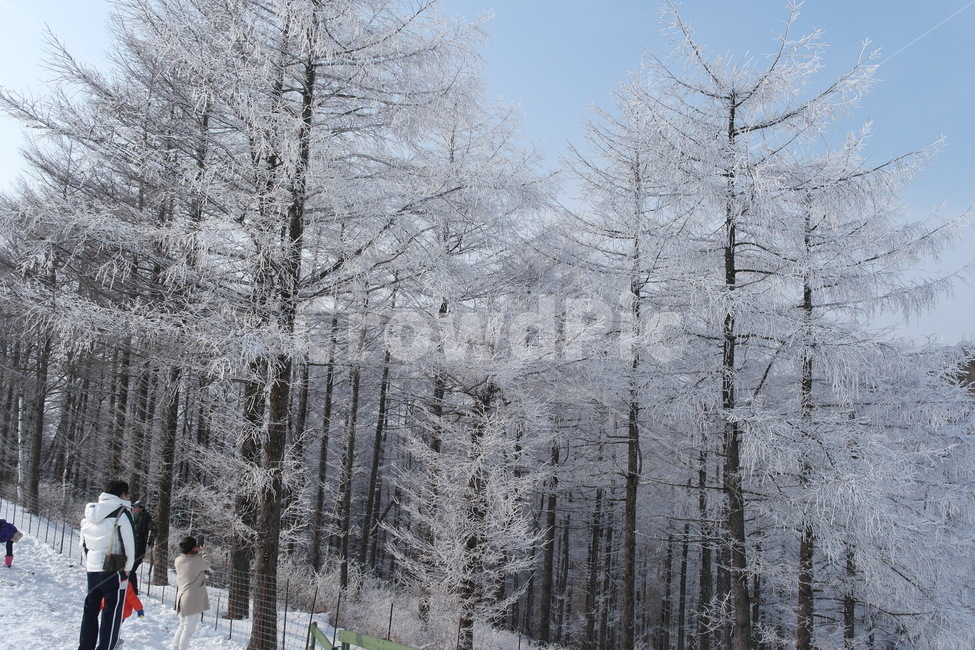 눈,눈꽃,자연,풍경,겨울,겨울,계절,winter,season