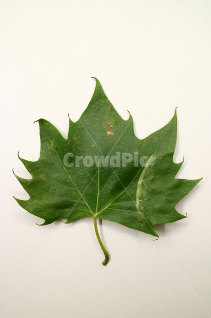 낙엽,가을,나뭇잎,잎,잎사귀,계절,식물,자연,낙엽잎,fallenleaves,deadleaves,오브젝트,누끼,가을낙엽,가을,계절,fall,autumn,season,plant,leaf,tree,나무