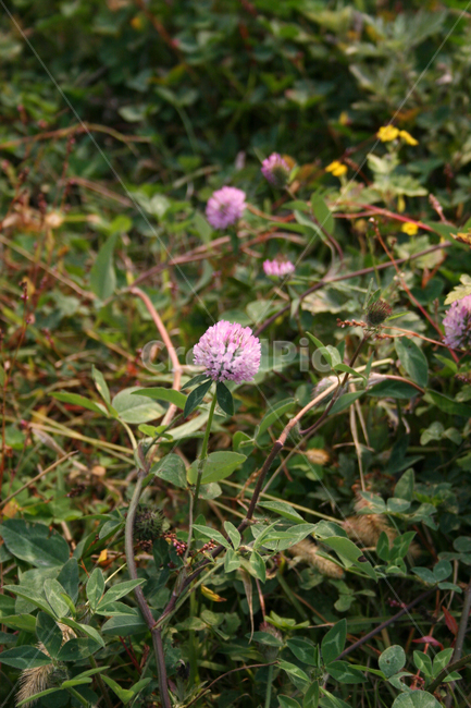 토끼풀,꽃,풀,식물,flower,식물,자연,plants,nature,꽃,flower