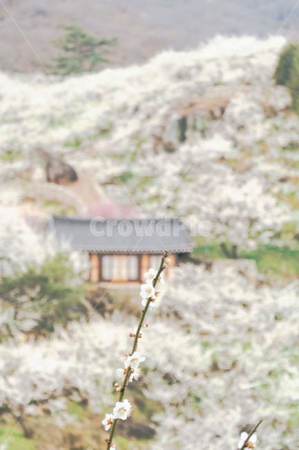 매화,꽃,봄,한국,감성,따뜻한,flower,spring,korea,warm,nature,한국문화,koreanculture,자연,outdoors,옥외,한국전통,koreantraditon,plant,식물,한국적