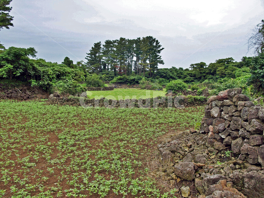 김녕농로,제주,올레19코스,올레길,밭,돌담,농작물,자연,풍경,nature,landscape,제주도,jeju,jeju island,ground,바닥,tree,나무,plant,식물
