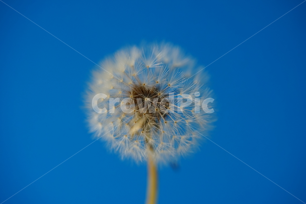 민들레씨앗,민들레씨,민들레,봄꽃,야생화,식물,자연,plants,nature,꽃,flower