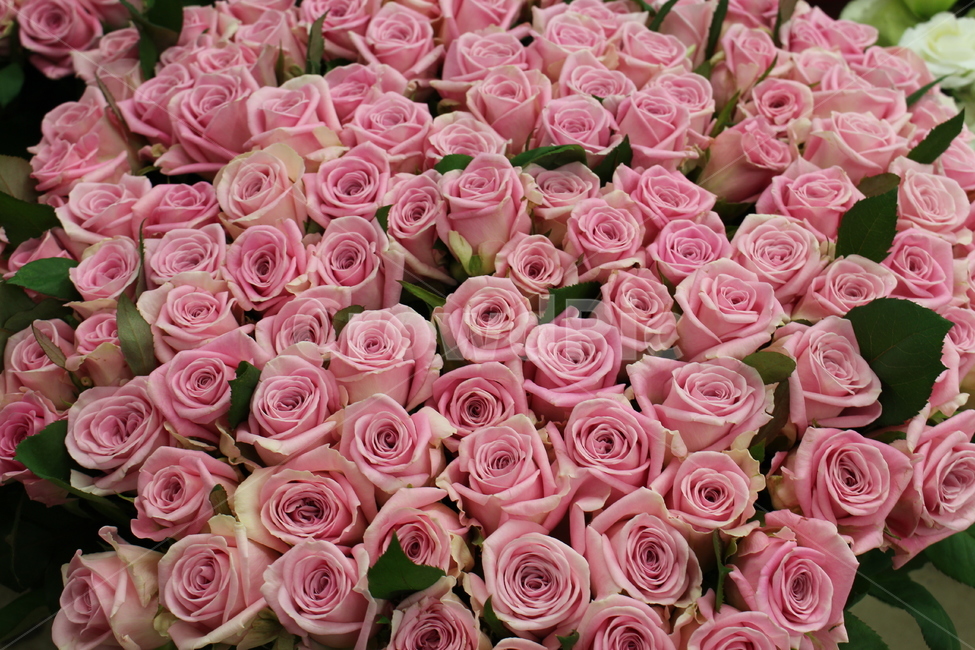 장미,rose,분홍,pink,꽃다발,핑크,꽃,flower