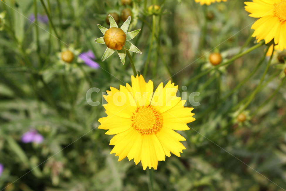 금계국,꽃,한국,노랑,노란색,노랑꽃,정원,식물,자연,goldenwaveflower,flower,fresh,goldenwave,goldenwaves,goldenwave,green,korea,natural,plant,yellow,식물,자연,plants,nature,꽃,flower