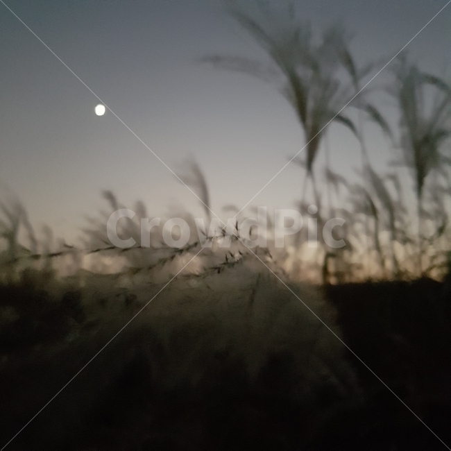 억새,공원,가을,달,밤,scenery,nature,moon,park,가을,계절,fall,autumn,season,야경,밤,풍경,nightscape,night,landscape,식물,자연,plants,nature,outdoors,옥외
