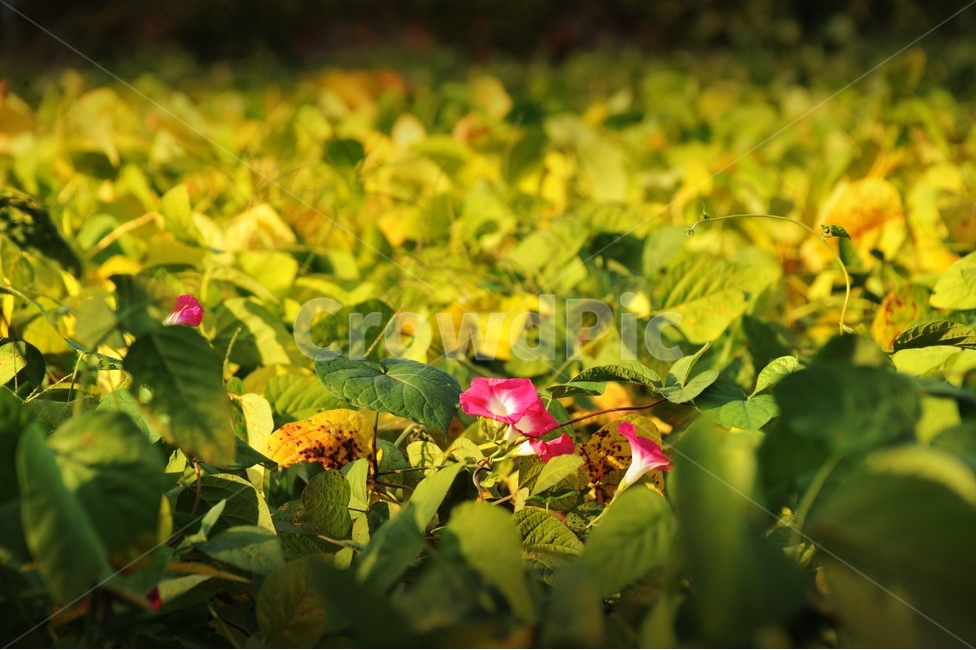나팔꽃,콩밭,밭,여름,여름꽃,식물,빨간꽃,메주콩,식물,자연,plants,nature,꽃,flower