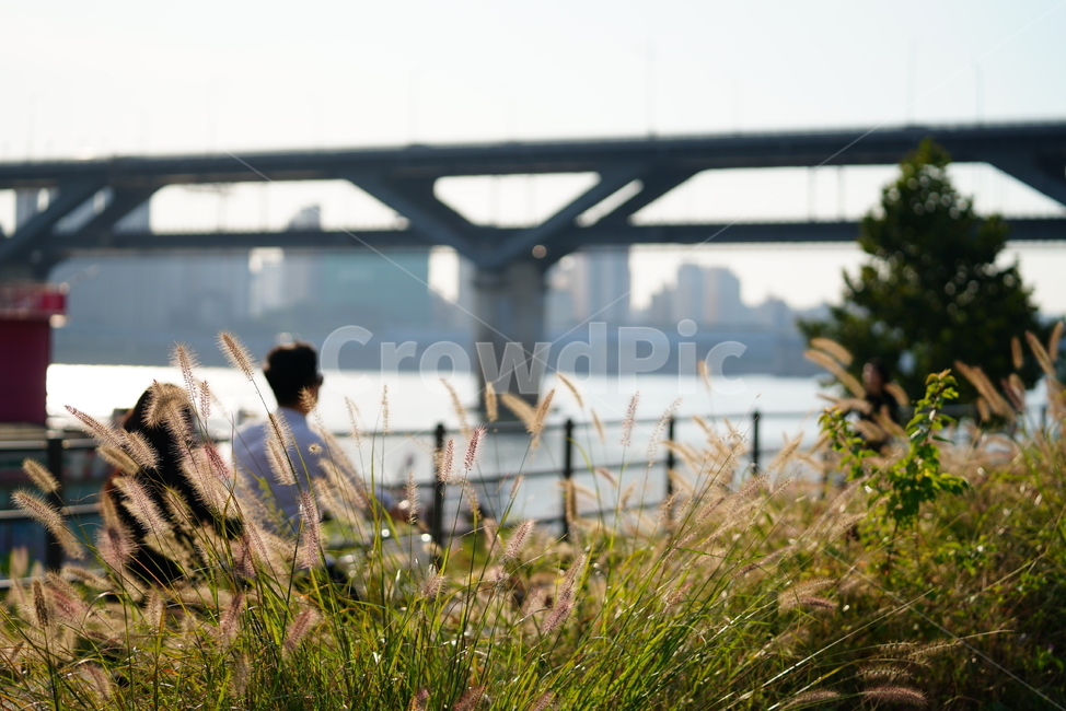 식물,강아지풀,생명,자연,생물,plant,grass,식물,자연,plants,nature