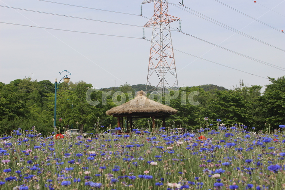 양귀비,수레국화,꽃밭,꽃,flower,flowers