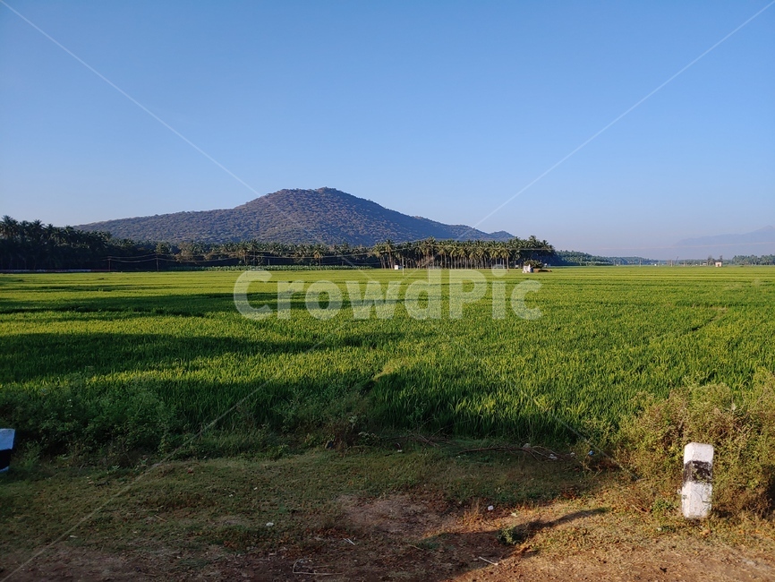 nature,자연,outdoors,field,grassland,목초지,자연,풍경,nature,landscape,옥외,들