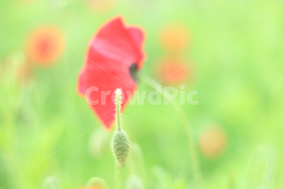 여름,시작,양귀비,위로,꽃,식물,자연,plants,nature,꽃,flower