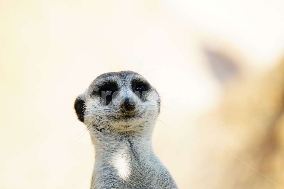 미어캣,슈리케이트,meerkat,suricate,포유류,동물,animal,파수꾼,육식동물,귀엽다,귀여운,귀여움,자연,nature,동물,animal,포유류,mammal