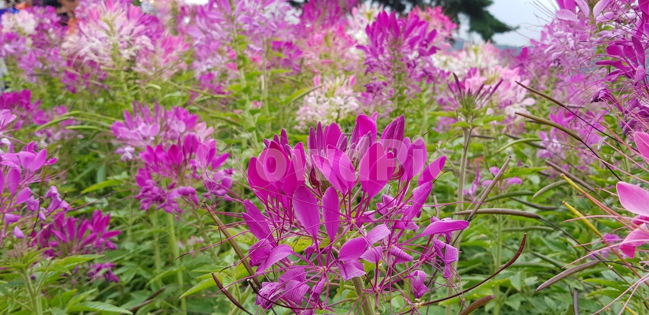 가을꽃,가을,코스모스,꽃축제,꽃,식물,자연,plants,nature,꽃,flower