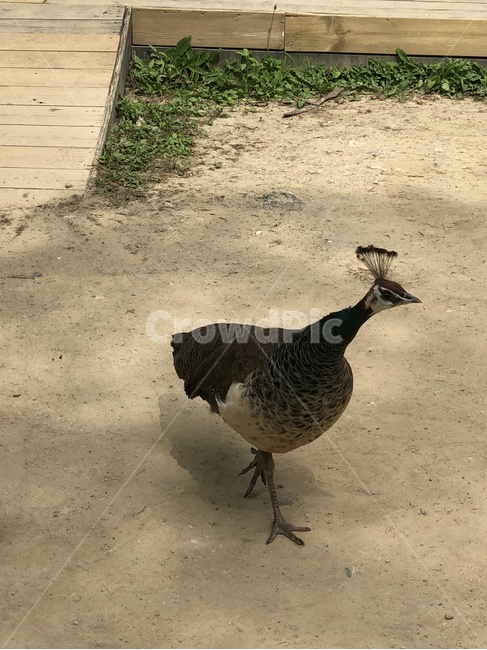 공작새,어미새,봄새,bird,새,animal,동물,ground,바닥,동물,animal,조류,새,birds