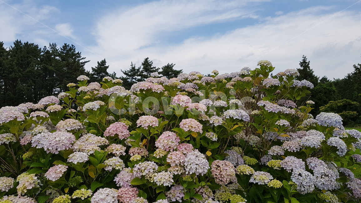 수국,hydrangea,식물,plants,flower,항몽유적지,제주,자연,하늘,구름