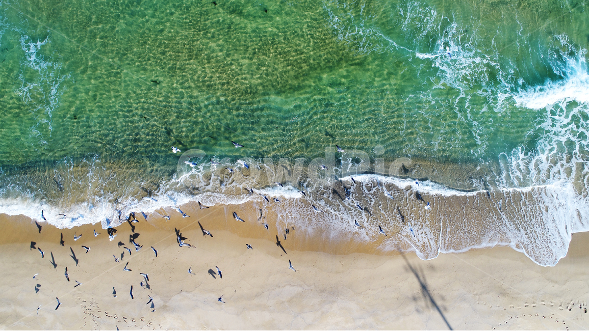 바다,갈매기,드론,drone,파도,wave,seagull,seagulls,sea,자연,풍경,nature,landscape,해변,바다,beach,sea,동물,animal,조류,새,birds