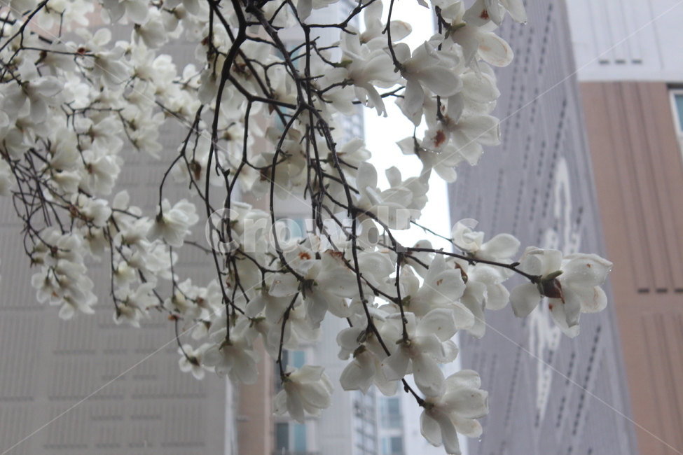 꽃,꽃나무,봄,목련,봄비,sprng,계절,비,rain,rainy,빗방울,흐림,flower