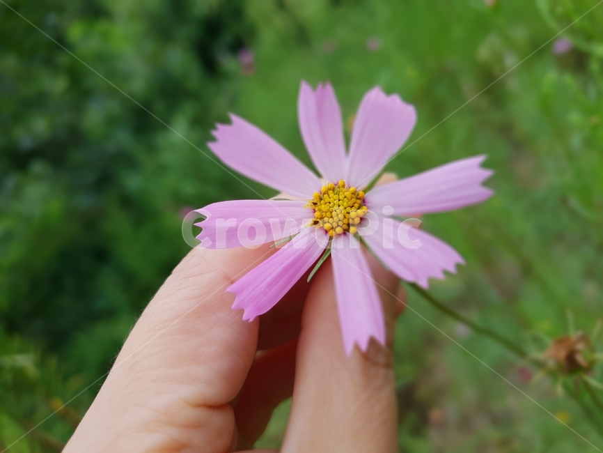 코스모스,여자손,꽃,식물,여름,자연,plants,nature,green,분홍,식물,자연,plants,nature,꽃,flower,사람,인물,인간,human,person,신체일부,몸,body