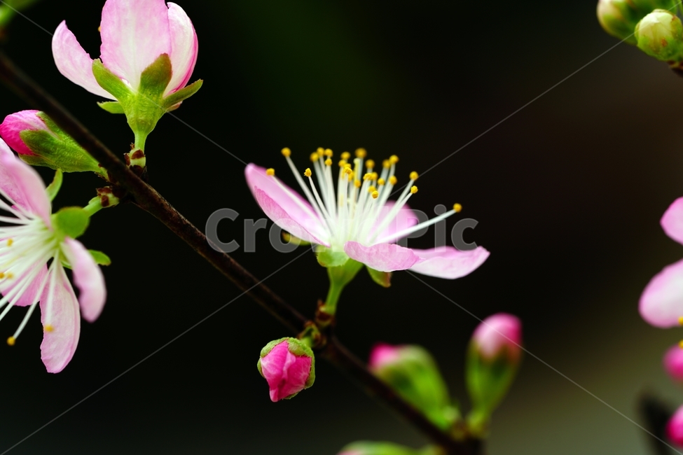 한국자연,꽃,꽃사진,플라워,flower,봄,봄꽃,spring,식물,plants,자연,nature,풍경,landscape,계절,season,snap,스냅,접사,macro,closeup,클로즈업,감성사진,감성,힐링,healing,느낌,feel,feeling,꽃밭,화단,나무,나뭇가지,tree,꽃봉오리,장미과,이스라지,이스라지꽃,5월,May,이스라지나무,식물,자연,plants,nature,꽃,flower