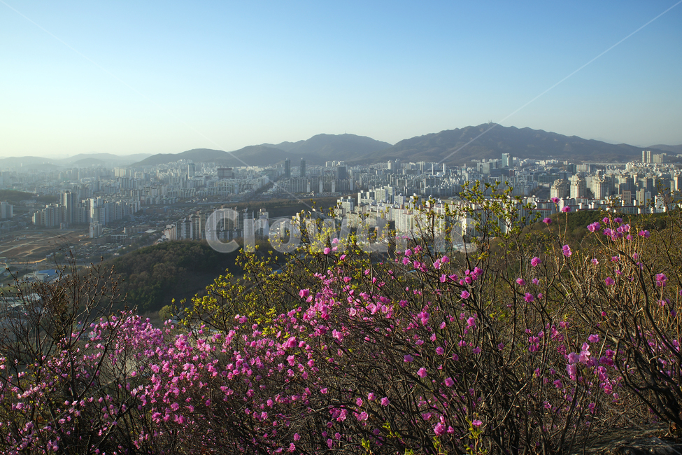모락산,경기도,의왕시,안양시,도심풍경,도시,건물,평촌,진달래