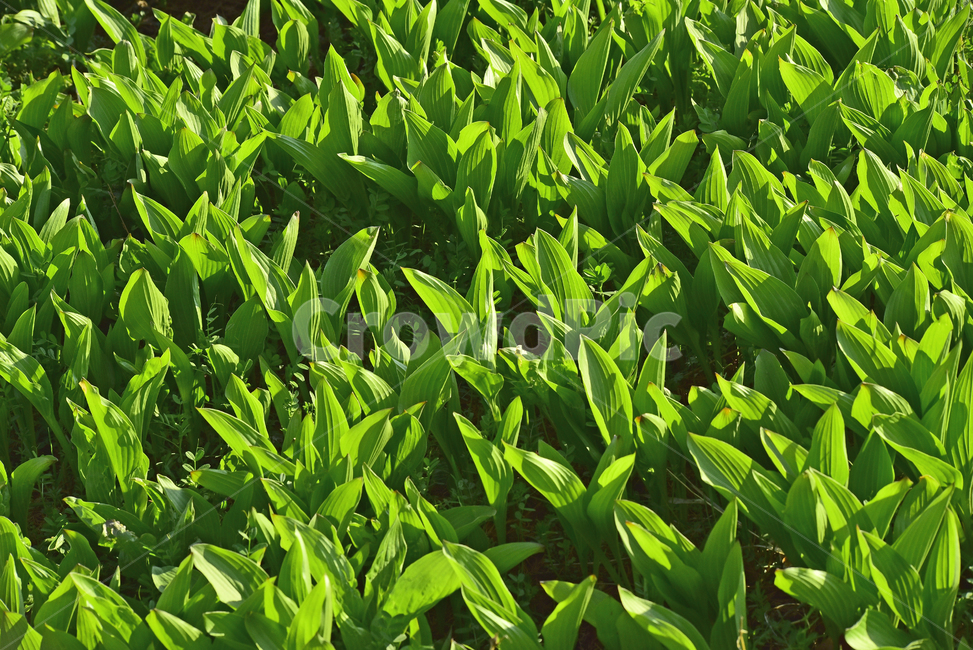 새잎,새순,새싹,연녹색,봄배경,그린,그리너리,바탕,백그라운드,배경,green,초록,grass,식물,plant,vegetation,nature,들,자연,환경,패턴,풀잎,싱그러운,프레시,초록물결,field,시즌,계절,season