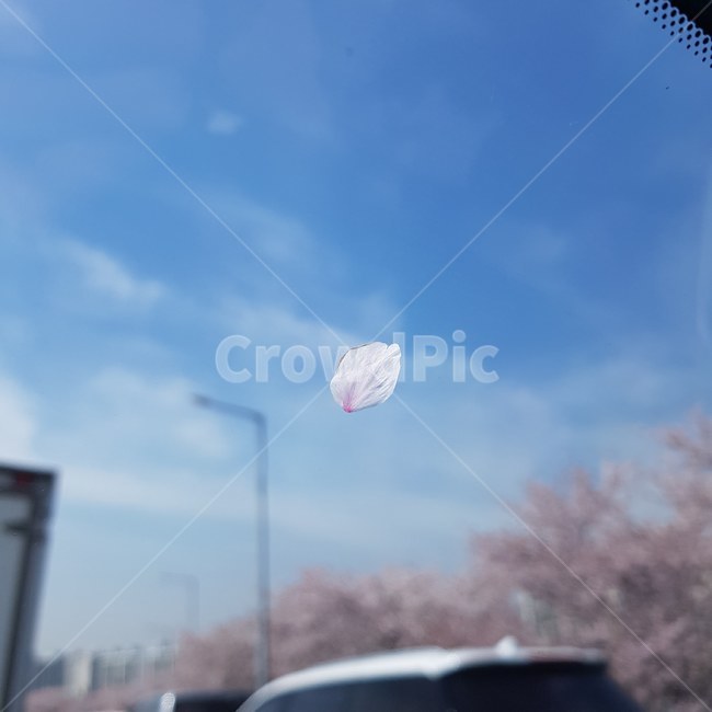 벚꽃,꽃잎,봄,배경,하늘,petal,spring,sky,cherryblossom