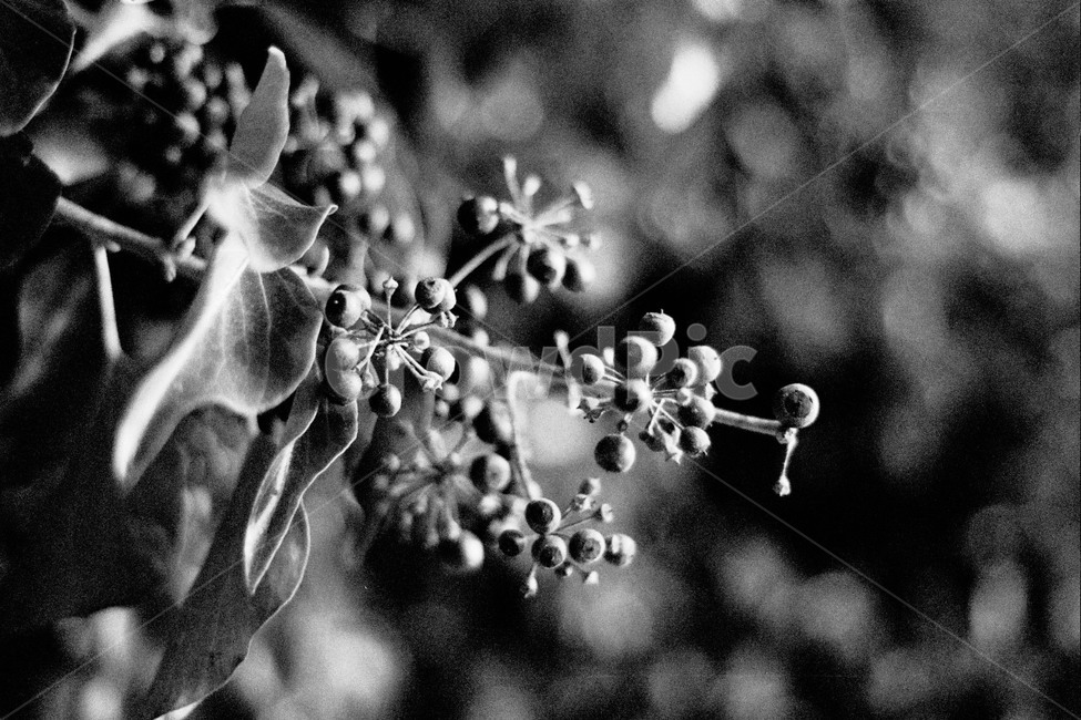 흑백,열매,아웃포커싱열매,나뭇잎과열매,설익은열매,흑백,모노톤,monochrome,black and white