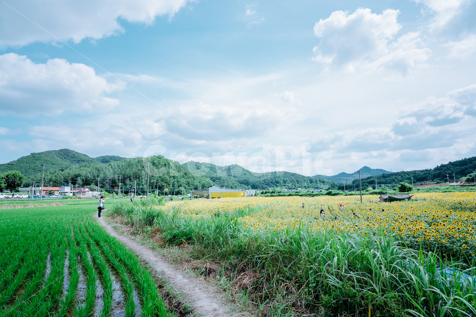 해바라기,여름,하늘,구름,자연,landscape,cloud,자연경관,korea,식물,꽃,노랑,초록,풍경,나무,산,자연,풍경,nature,landscape,식물,plants,꽃,flower,field,들,outdoors,옥외,grassland,목초지,farm,농장,rural,농촌