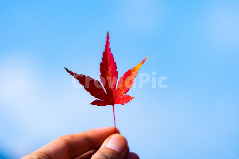 leaf,잎,plant,식물,human,인간,나무,tree,사람,person