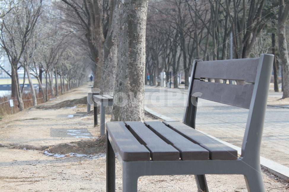 가로수,나무,공원,산책,산책로,풍경,자연,아름다움,휴식,겨울,계절,winter,season