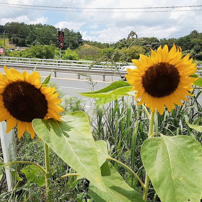 해바라기,태양,자연,노랑색,꽃