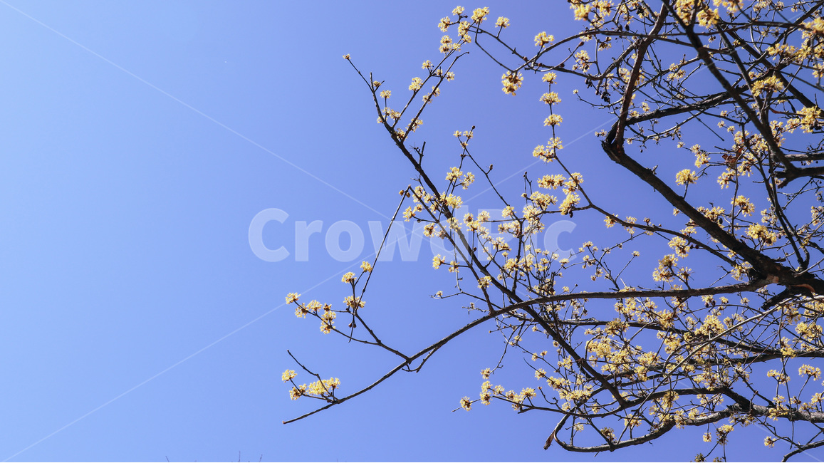 산수유,산수유나무,산수유꽃,노란색꽃,노랑꽃,노랑꽃나무,새순,봄소식,겨울나무,꽃순,꽃나무,나무,나뭇가지,나무가지,봄,봄날,화단,봄꽃,자연,식물,공원,계절,plant,nature,flower,spring,season,yellow,노랑,노란