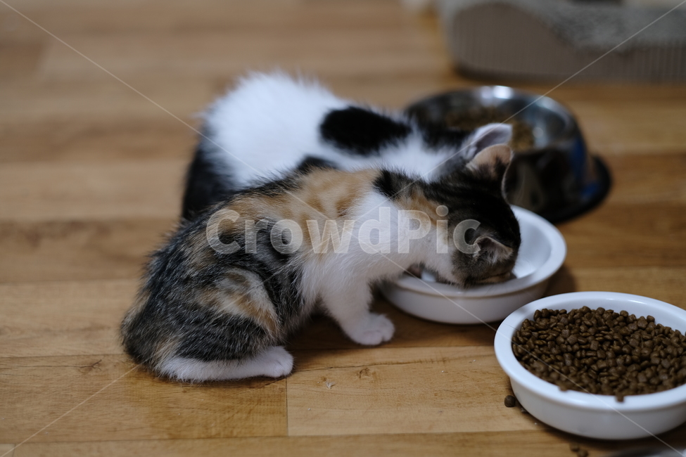 애완동물,반려동물,고양이,아깽이,새끼고양이,cat,동물,animal,포유류,mammal,고양이,cat,kitten,kitty
