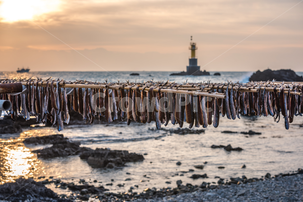 과메기,구룡포,동해,꽁치,거조,바다,술안주,안주,아침,해안,해변,파도,특산물,포항,해풍,신선,해산물,수산물,요리,겨울,sea,food,해변,바다,beach,sea,음식,식재료,요리,food,cook,meal,dishes,food reserves,수산물,해산물,fishery products,seafood