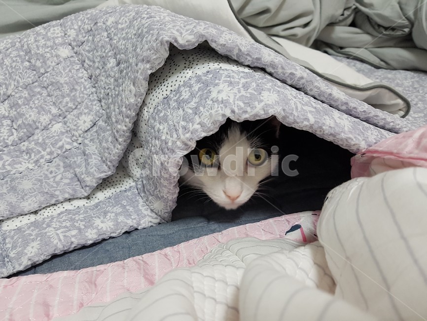 이불,고양이,하얀색,검정색,고양이눈,동물,animal,포유류,mammal,고양이,cat,kitten,kitty