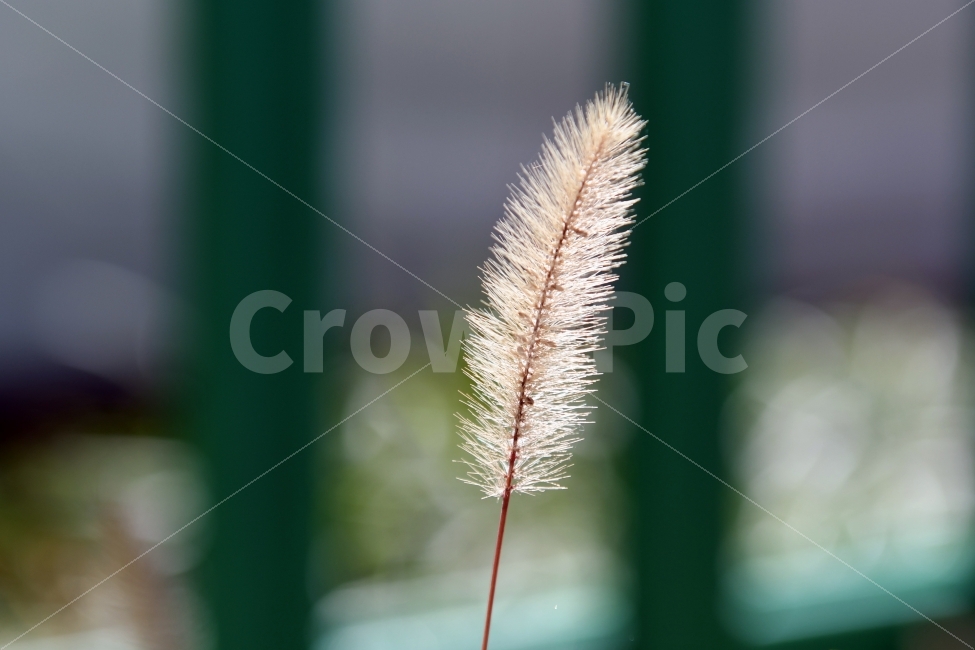 가을,강아지풀,식물,환경,풀,가을,계절,fall,autumn,season,식물,자연,plants,nature,감성,sensible,feeling,grass,잔디,plant,lawn,reed,갈대