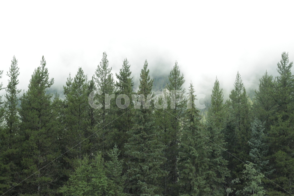 캐나다,벤쿠버,침엽수,산,구름,자연,나무,자연,풍경,nature,landscape,해외,외국,세계,foreign,oversea,world,세계자연풍경,해외자연풍경,외국자연풍경,world nature landscape,tree,plant,식물,fir,전나무,abies,아비