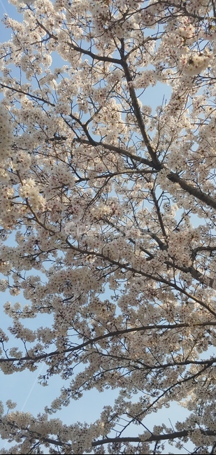 꽃,벚꽃,벛꽃거리,봄,flower