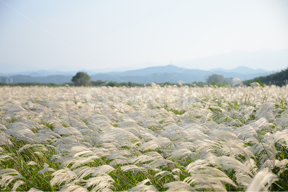 억새,flamegrass,가을,하늘,맑은날,sunny,bluesky,억새밭,가을,계절,fall,autumn,season,자연,풍경,nature,landscape,plant,식물,grass,잔디