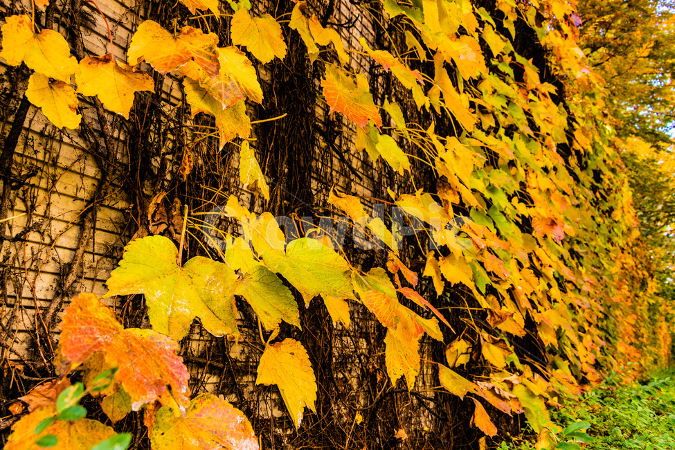 단풍,단풍나무,가을단풍,단풍잎,maple,foliage,가을,계절,fall,autumn,season,leaf,잎,plant,식물,tree,나무