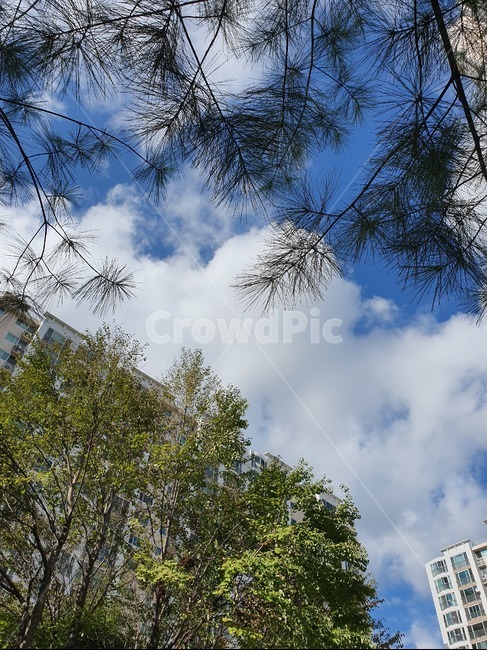아파트,plant,식물,tree,나무,풍경,구름,하늘,sky,자연,풍경,nature,landscape
