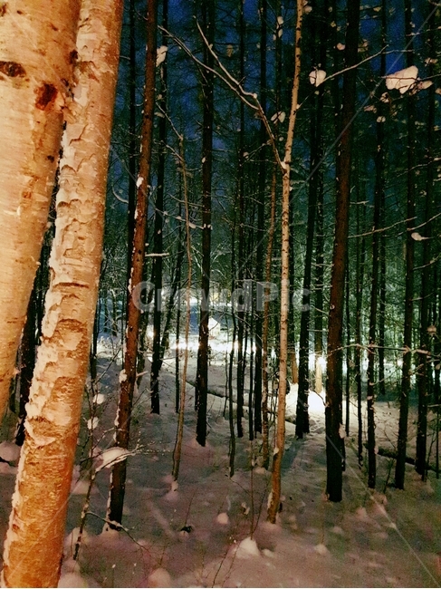 나무,겨울,자연,조명,저녁