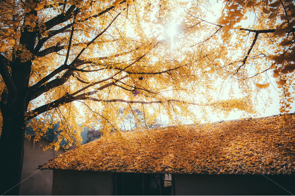 tree,나무,풍경,가을,은행나무,단풍,plant,식물,nature,자연,가을,계절,fall,autumn,season,maple