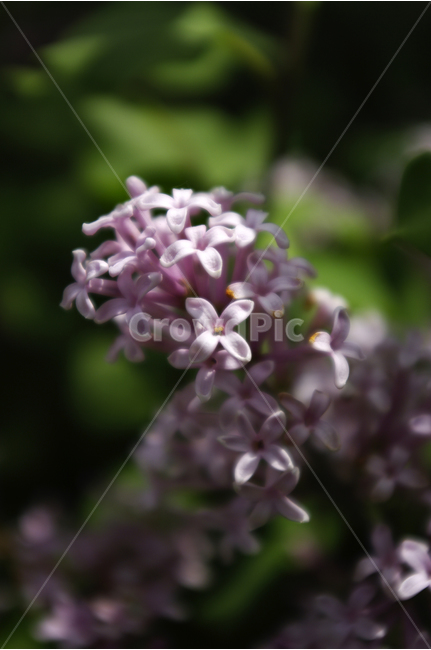 라일락,식물,자연,꽃,flower,color,식물,자연,plants,nature,꽃,flower
